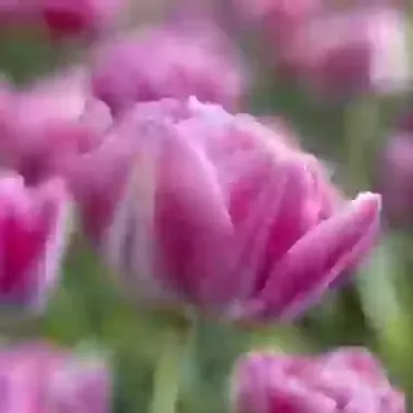 Vogue